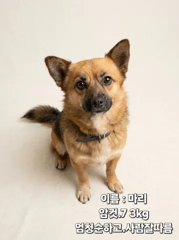 믹스견 · 00284, 가족을 기다리는 강아지