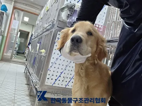 골든 리트리버 · 00685, 가족을 기다리는 강아지