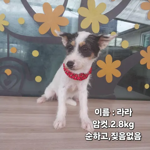기타 · 00271, 가족을 기다리는 강아지