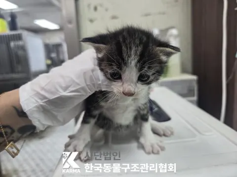 한국 고양이 · 00624, 가족을 기다리는 고양이