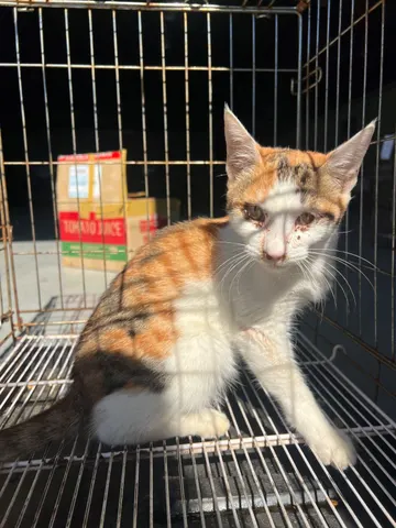 한국 고양이 · 00138, 가족을 기다리는 고양이
