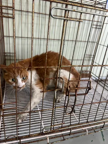 한국 고양이 · 00313, 가족을 기다리는 고양이