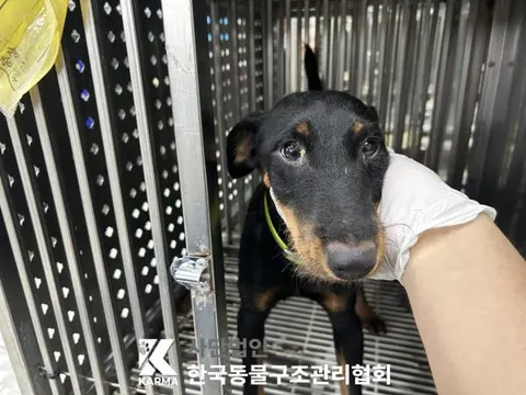 믹스견 · 00647, 가족을 기다리는 강아지