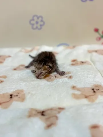 믹스묘 · 00204, 가족을 기다리는 고양이