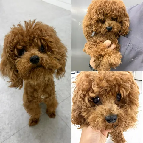 푸들 · 00630, 가족을 기다리는 강아지