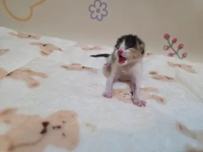 믹스묘 · 00201, 가족을 기다리는 고양이