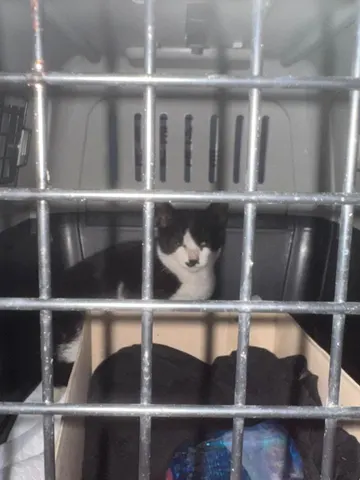 한국 고양이 · 00625, 가족을 기다리는 고양이