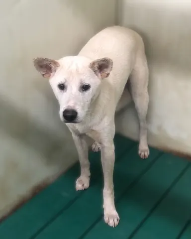 믹스견 · 00438, 가족을 기다리는 강아지