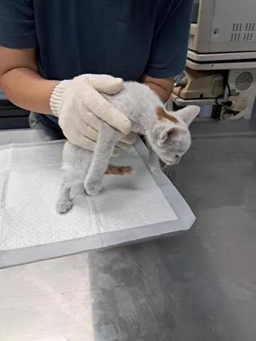 한국 고양이 · 00343, 가족을 기다리는 고양이