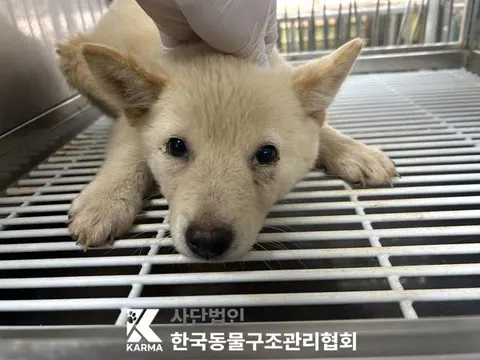 믹스견 · 00384, 가족을 기다리는 강아지